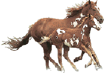 paintmarefoal.gif